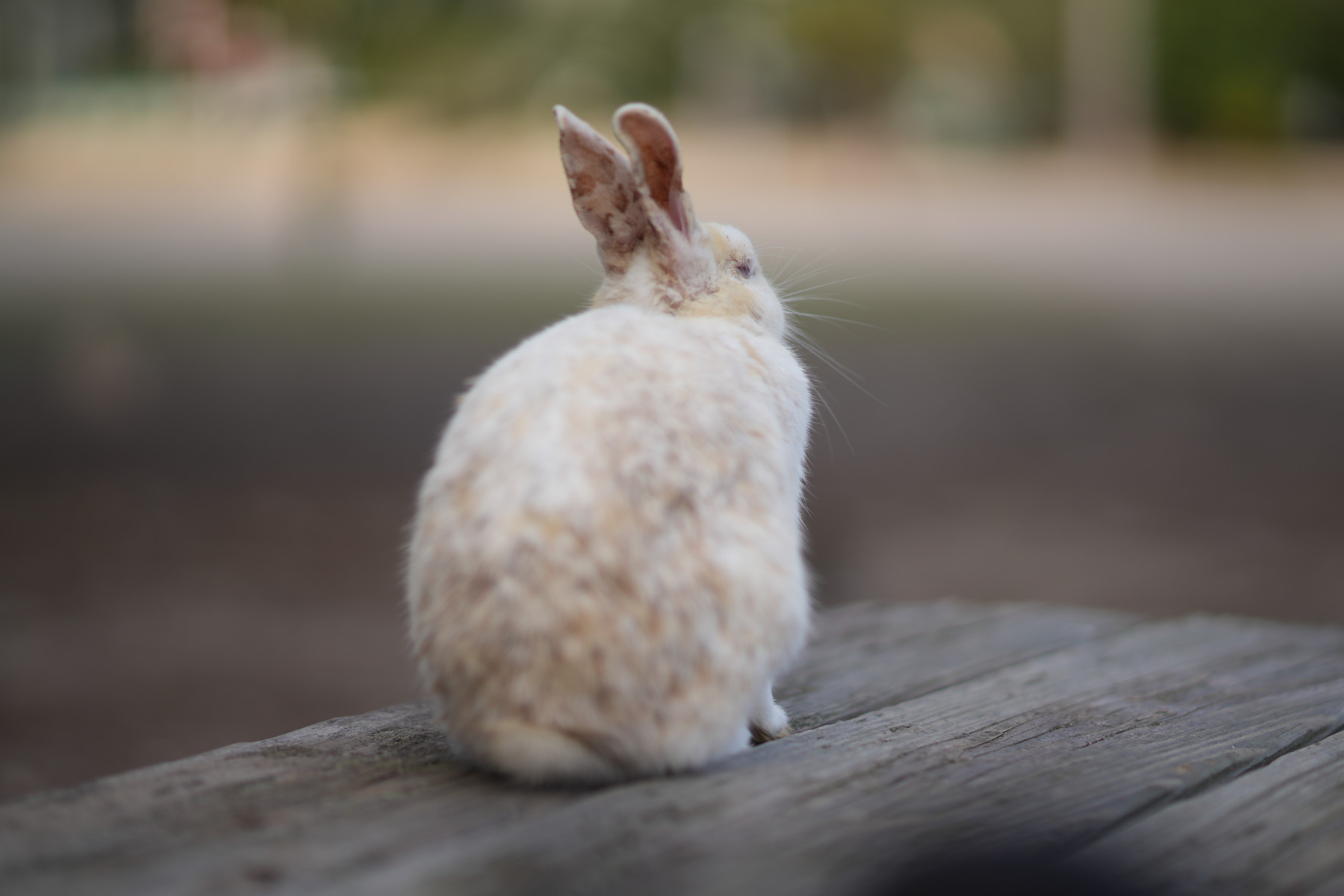 うさぎ島2025 | Flangeback.net