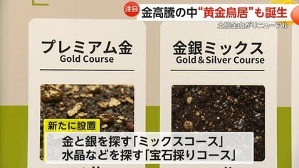 金のパワーもらえそう」50本ズラリ「黄金鳥居」が話題…伊豆・土肥金山