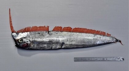 ヌーデンルード 深海魚 日本近海の深海に棲む魚類136科423種類を掲載