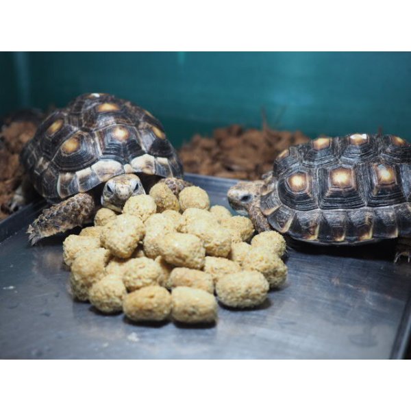 □Mazuri トータスダイエット 5M21 ○ 容量 約500g (リクガメ マズリ