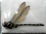 □標本 オニヤンマ ♂ - from SCRATCH