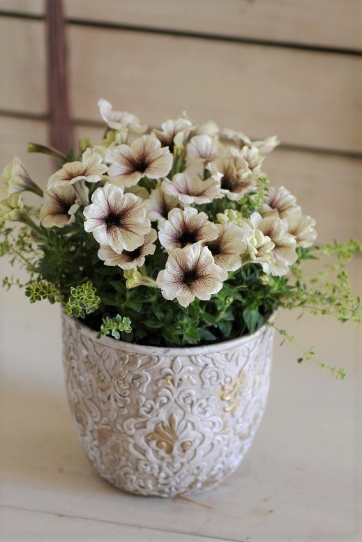 寄せ植え 鉢 ジャンクガーデン 寄せ植え 花苗通販 Garden Frais