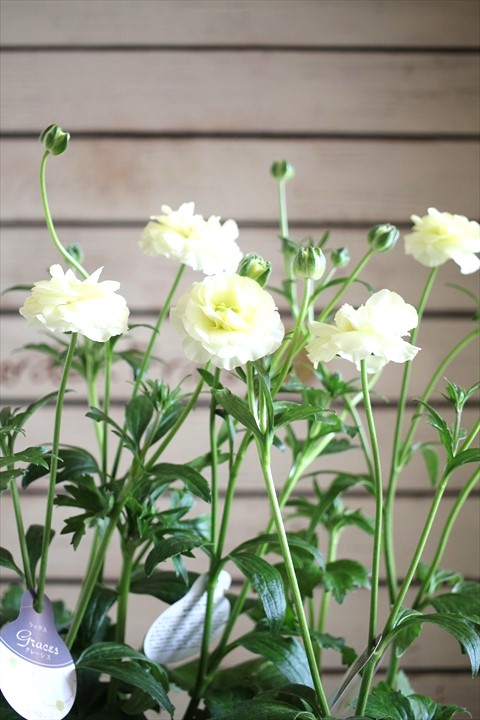 綾園芸さんのラナンキュラス ラックス『グレーシス』 ジャンクガーデン