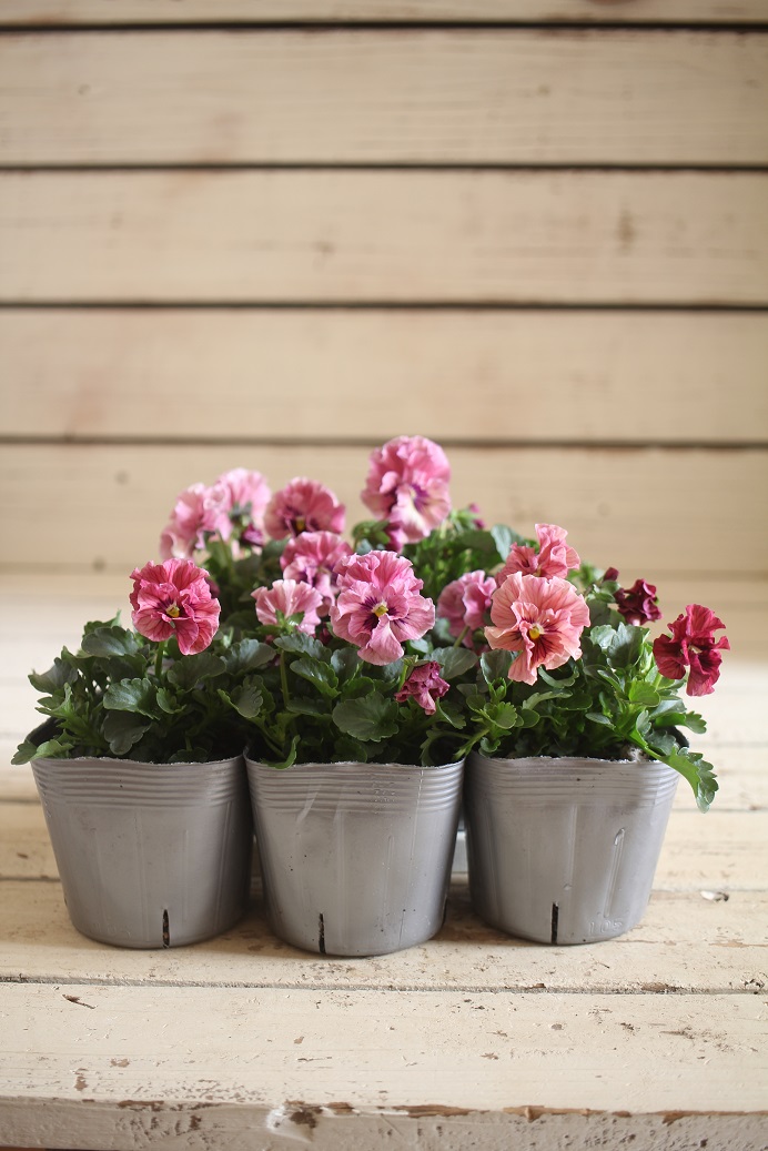 パンジー『天の羽衣』 ジャンクガーデン 寄せ植え 花苗通販