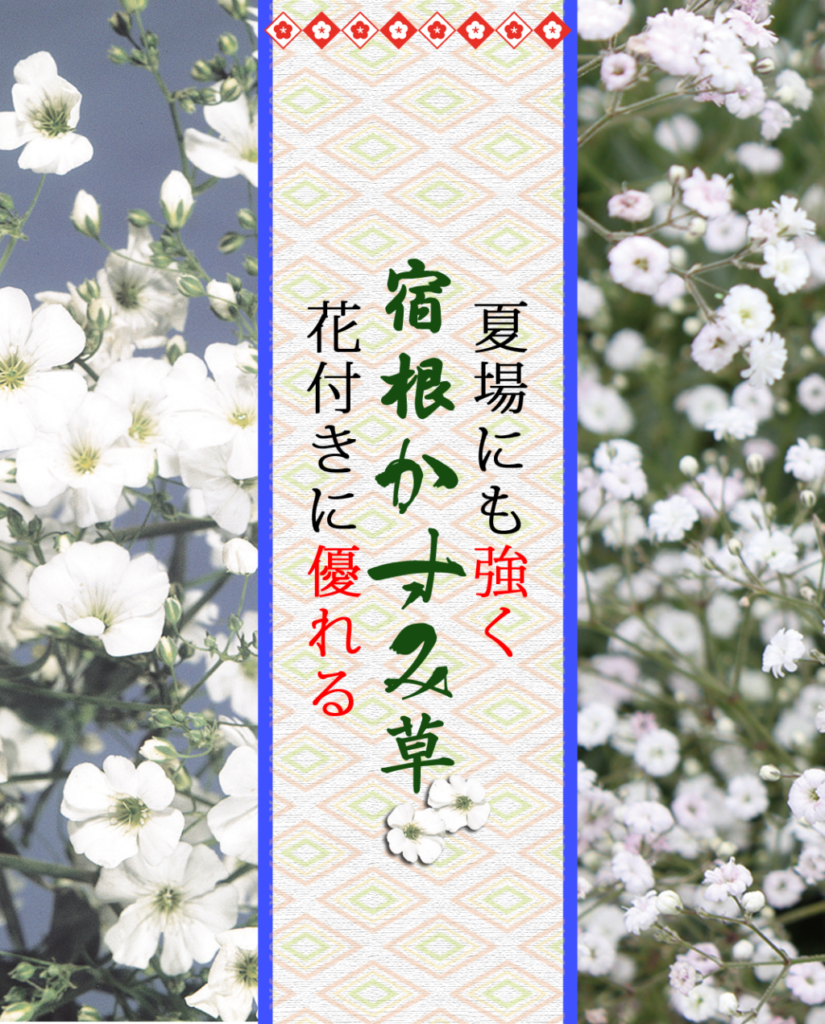 宿根かすみ草 サマースパークレス - 福花園種苗株式会社