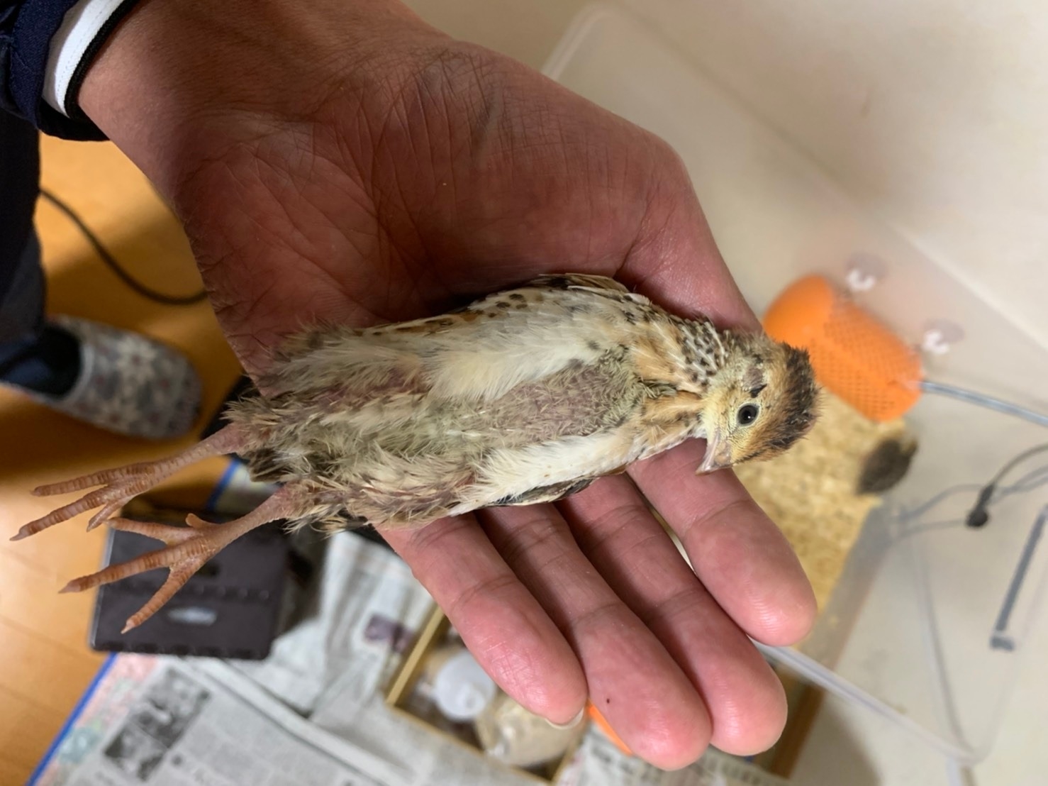 うずらちゃん成長記