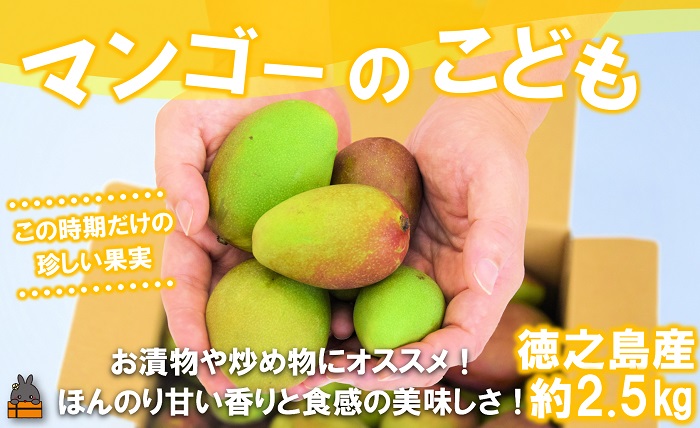 ≪今だけ！≫この時期だけの珍しい果実！徳之島産マンゴーのこども 約