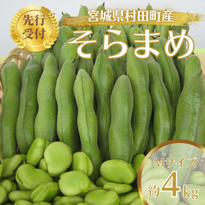 先行受付2026年】そらまめ 約4kg Mサイズ 宮城県村田町産【配送不可