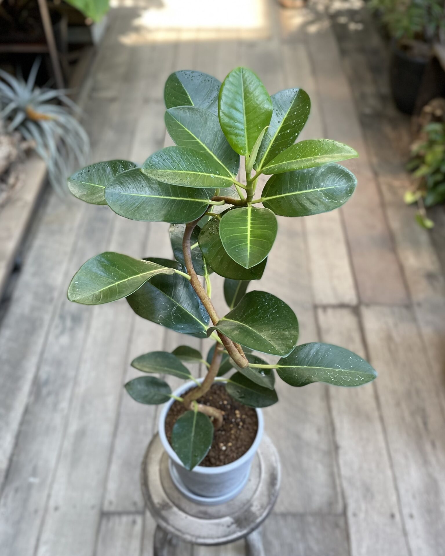 観葉植物】フランスゴムの木【Sサイズ】 | garage living with plants