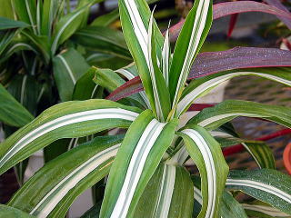 ドラセナ 新・花と緑の詳しい図鑑