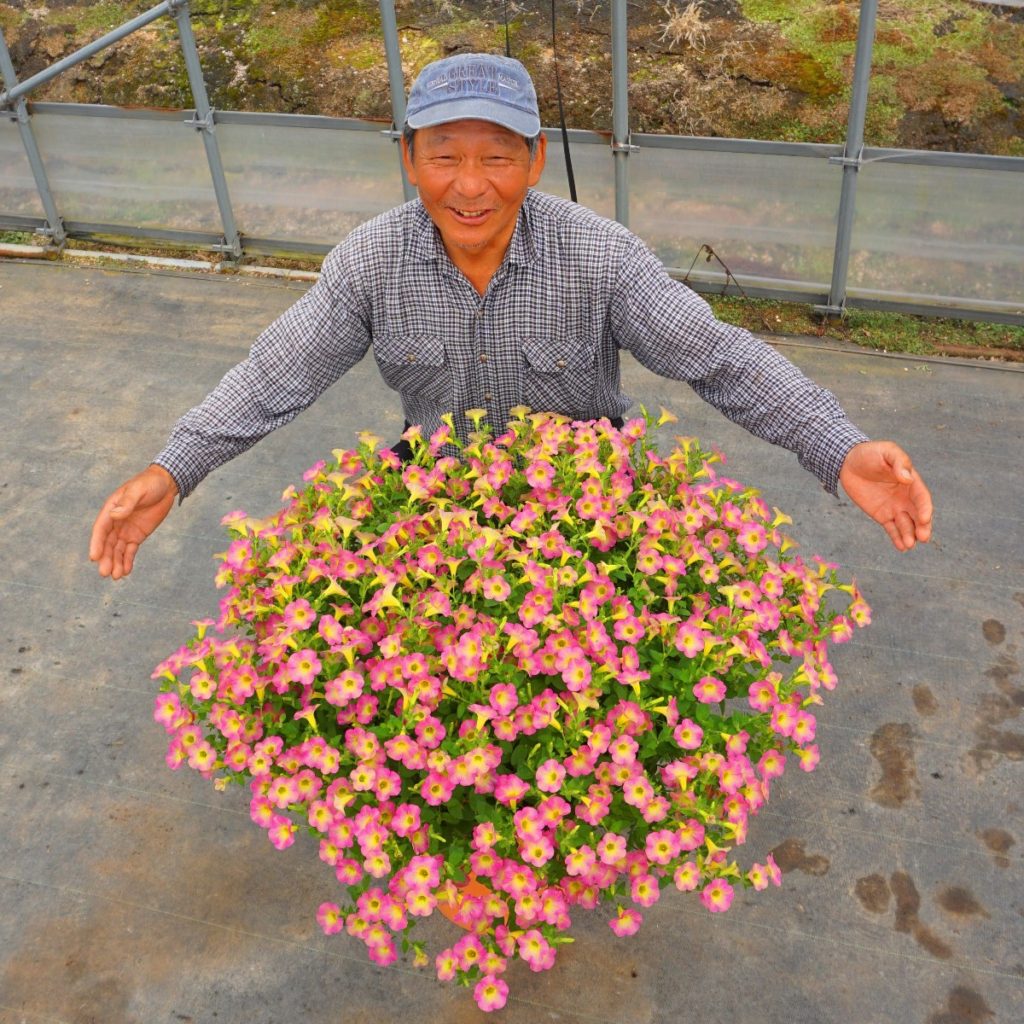 1株でこのボリューム!!1株で大きく育つマウントペチュニア：マドンナ