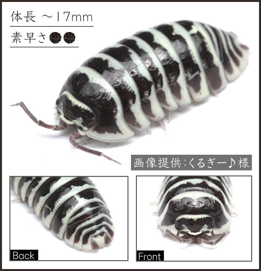 だんごむし｜ずかん｜いきもの大図鑑｜ガシャポンオフィシャルサイト