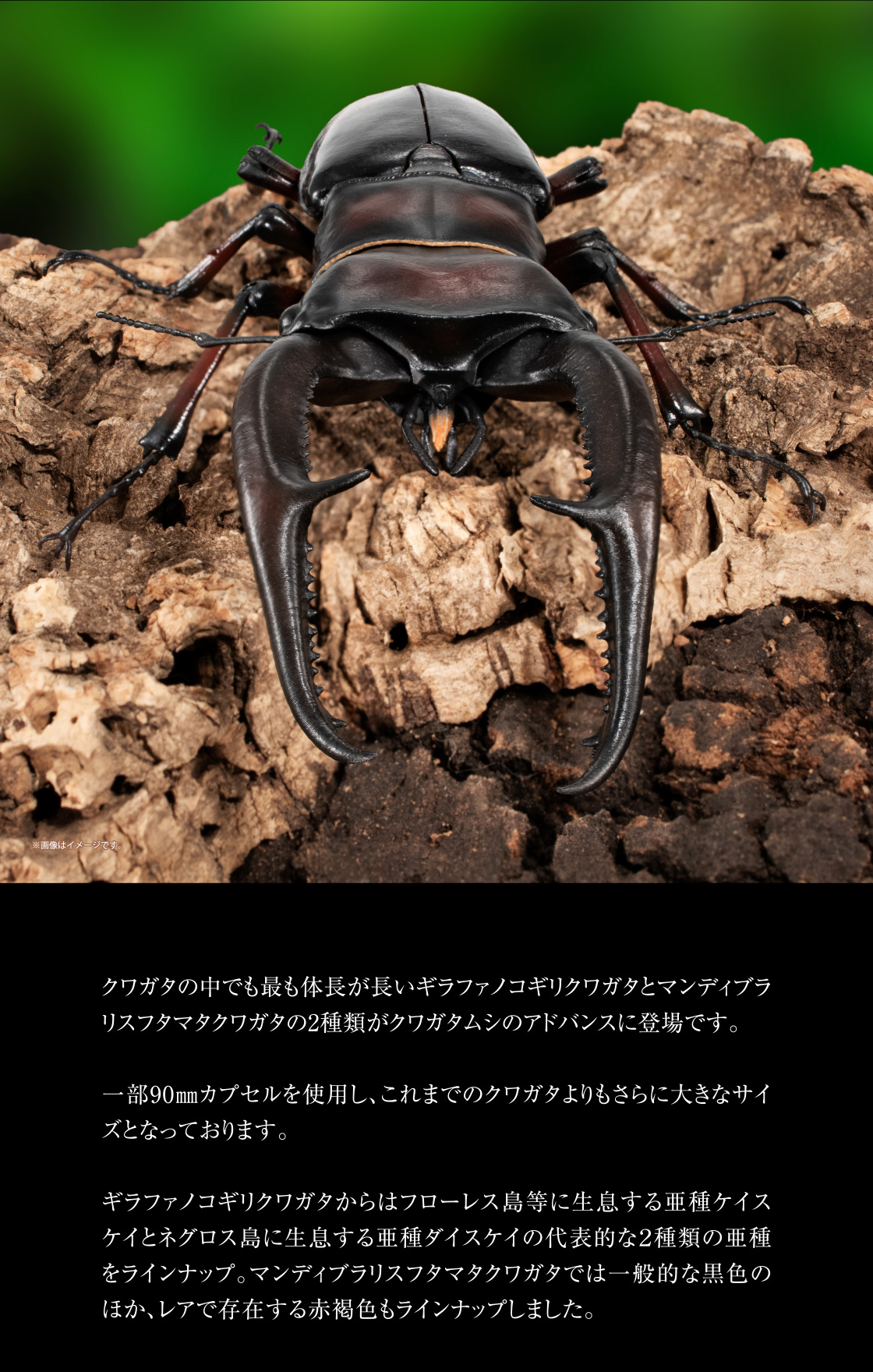 いきもの大図鑑アドバンス ギラファノコギリクワガタと