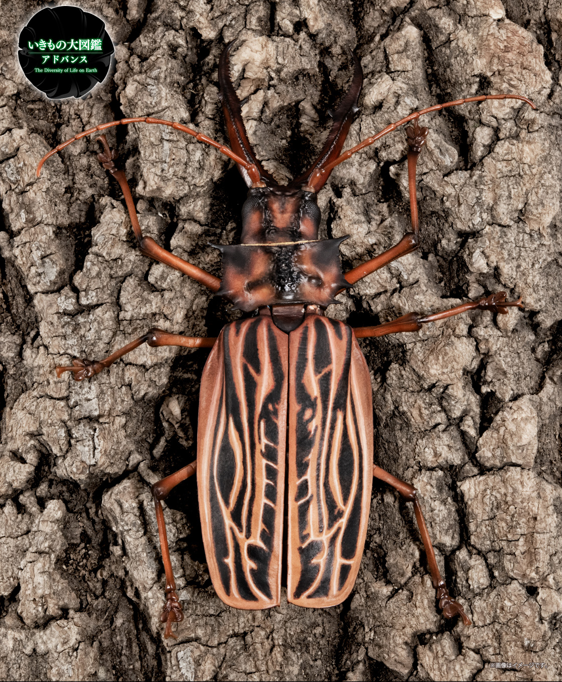 いきもの大図鑑アドバンス オオキバウスバカミキリとハンミョウ