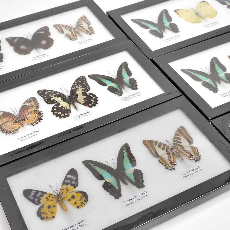 蝶3匹標本｜マライカ公式通販