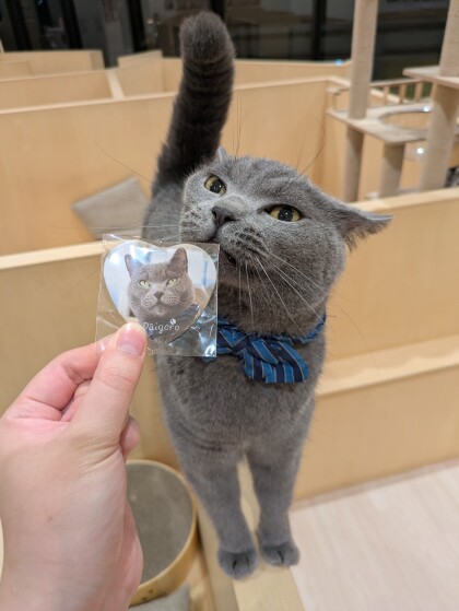 缶バッジSPリニューアルのお知らせ📢｜Cat Café MOFF｜ショップ