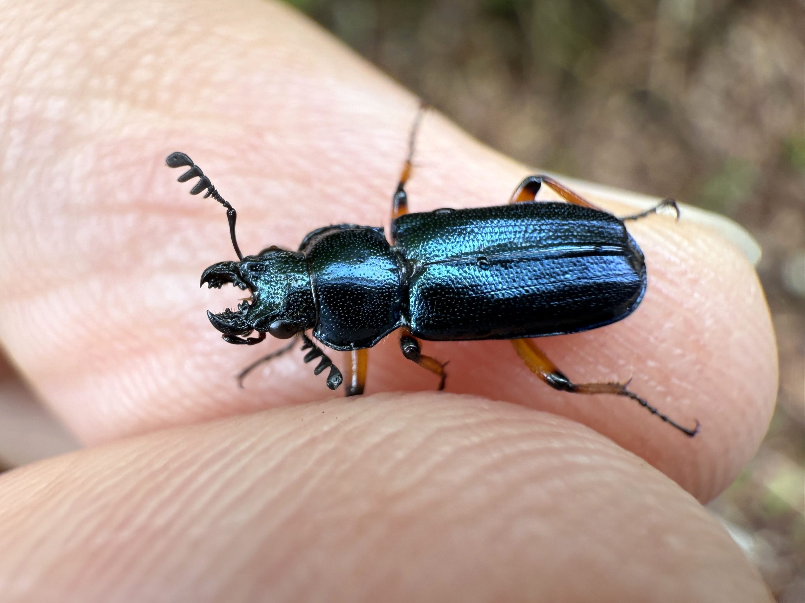 ユキグニコルリクワガタ | GreenBreeze
