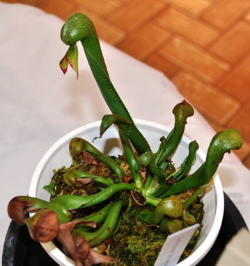 GKZ植物事典・ダーリングトニア