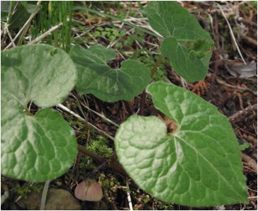 GKZ植物事典・フタバアオイ（双葉葵）