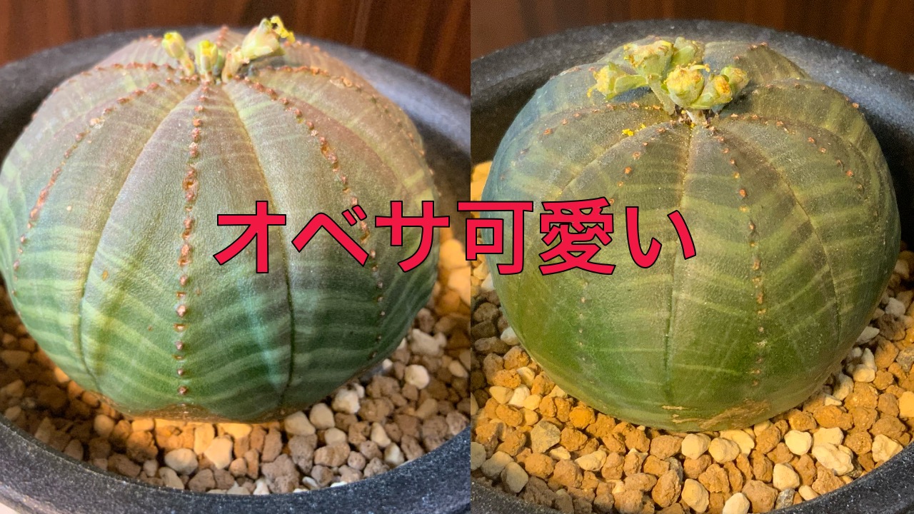 ユーフォルビア・オベサ（Euphorbia obesa）は雄雌（オス・メス）が