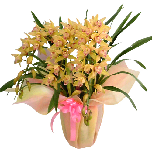 シンビジューム「ミリオンキッス」 アーチ仕立（3本立）｜立札対応