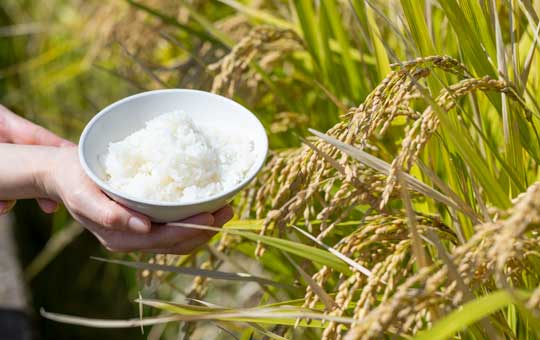 芹澤ライスセンター l 【公式】 うまちょく便 | 静岡・山梨名物・特産