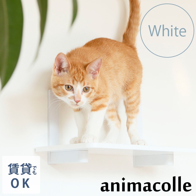 animacolle アニマコレ Catroad+ キャットステップ ホワイト | 商品