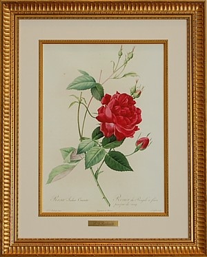 ルドゥーテ「貴族の赤いバラ」大