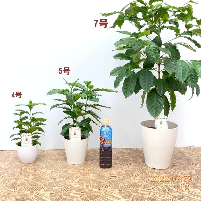 コーヒーの木 4号（3本植え）白陶器鉢｜観葉02-D2 | 観葉・多肉