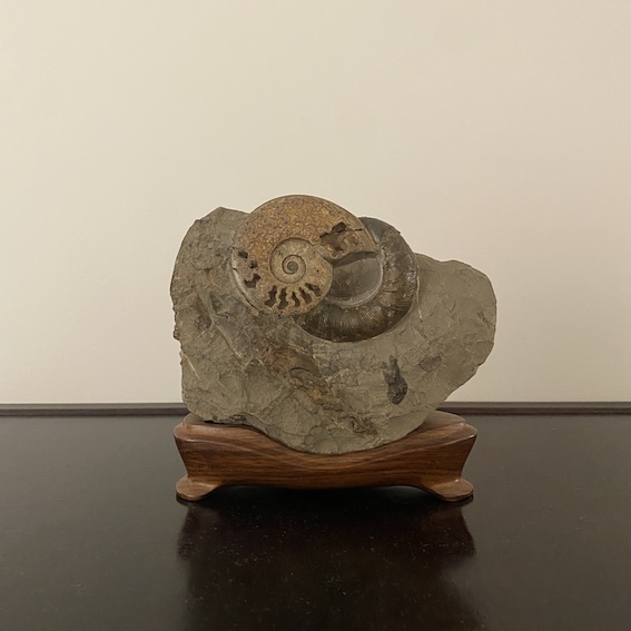 アンモナイト ｜ 名古屋 北岡技芳堂