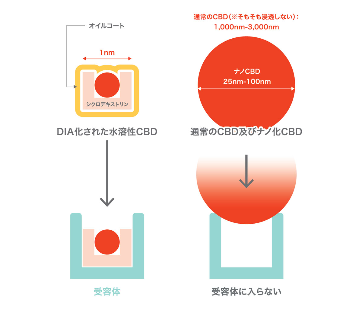 たった数分でボリュームアップ!? 新感覚の頭皮美容液が登場【NMN