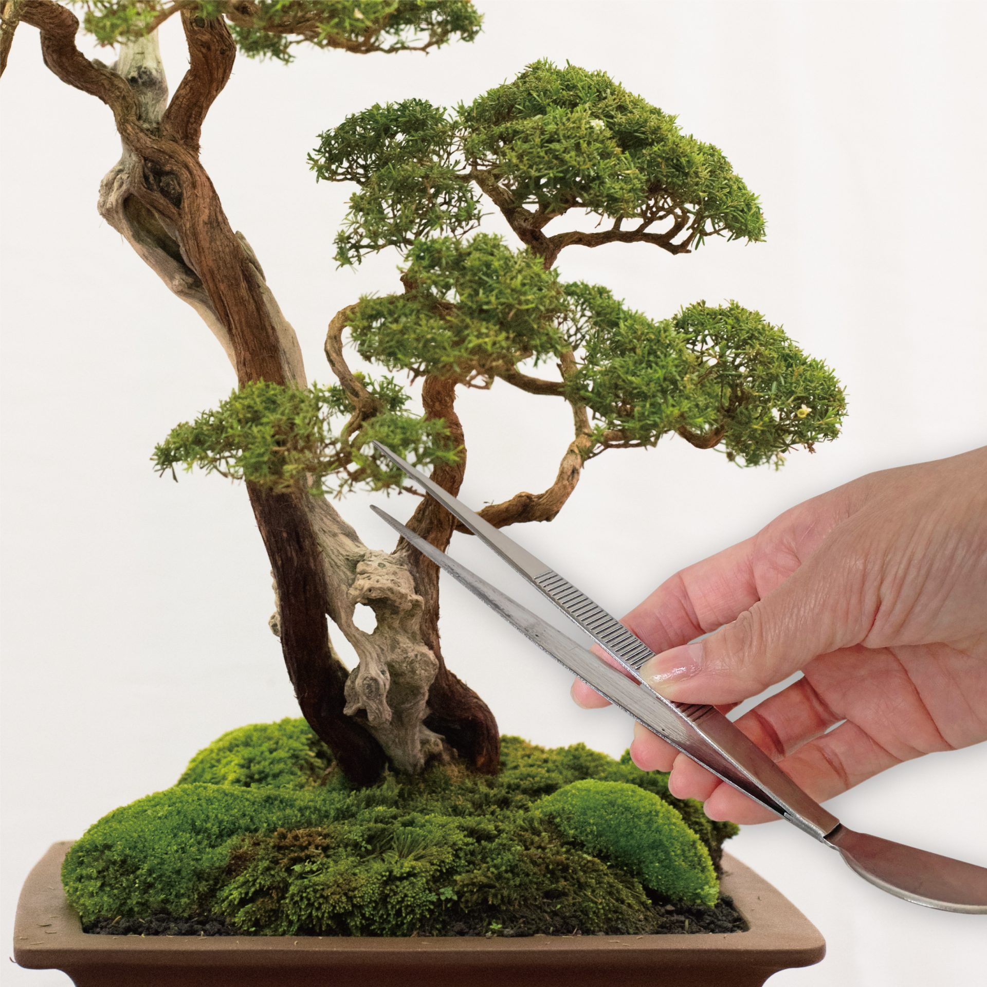 3514 - キンボシ株式会社