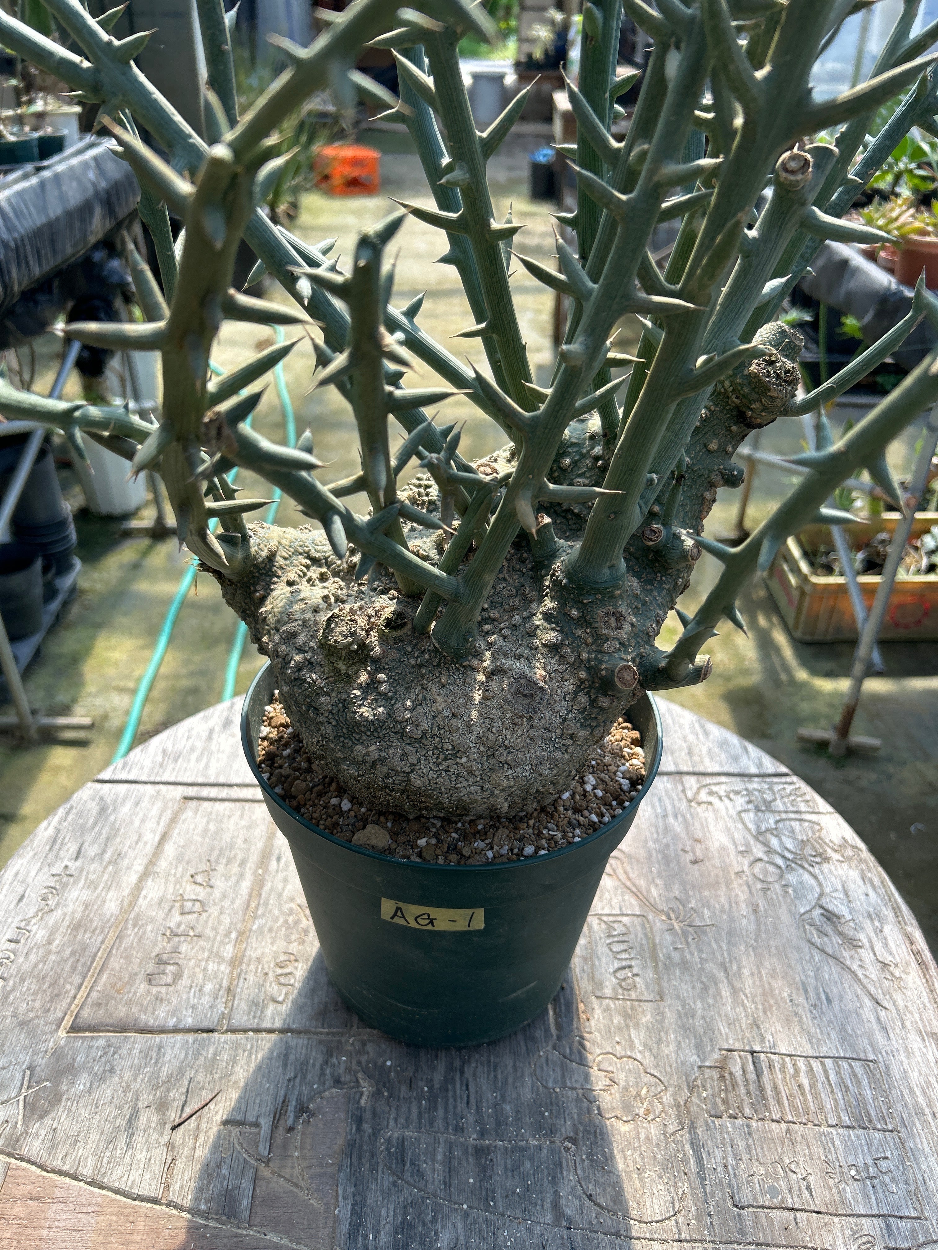 AG-1 アデニア・グロボーサ – GOLDEN CAMPOS OKINAWA