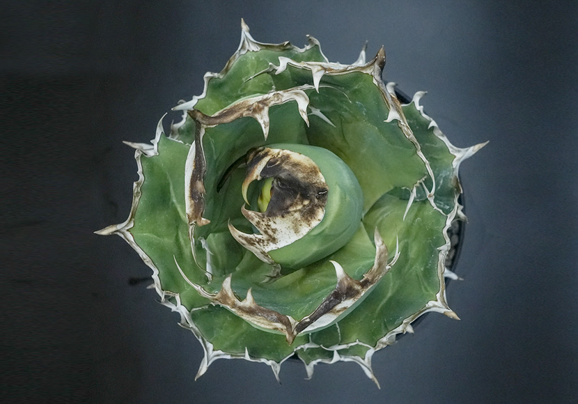 白犀牛 | GOPLANTS｜アガベの参考株と育成記録をこつこつ残す図鑑メディア