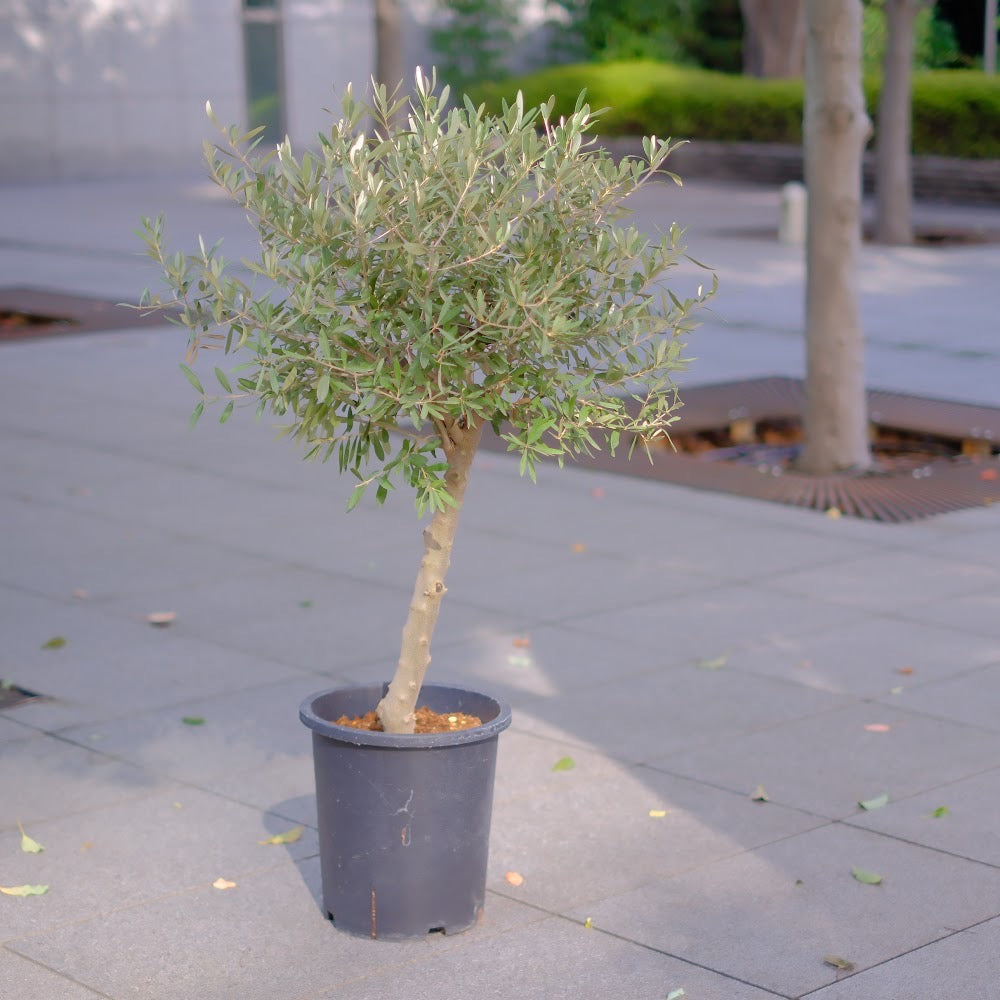 香川県産 SOUJU（創樹）】オリーブの木 シプレッシーノ 9号｜育て