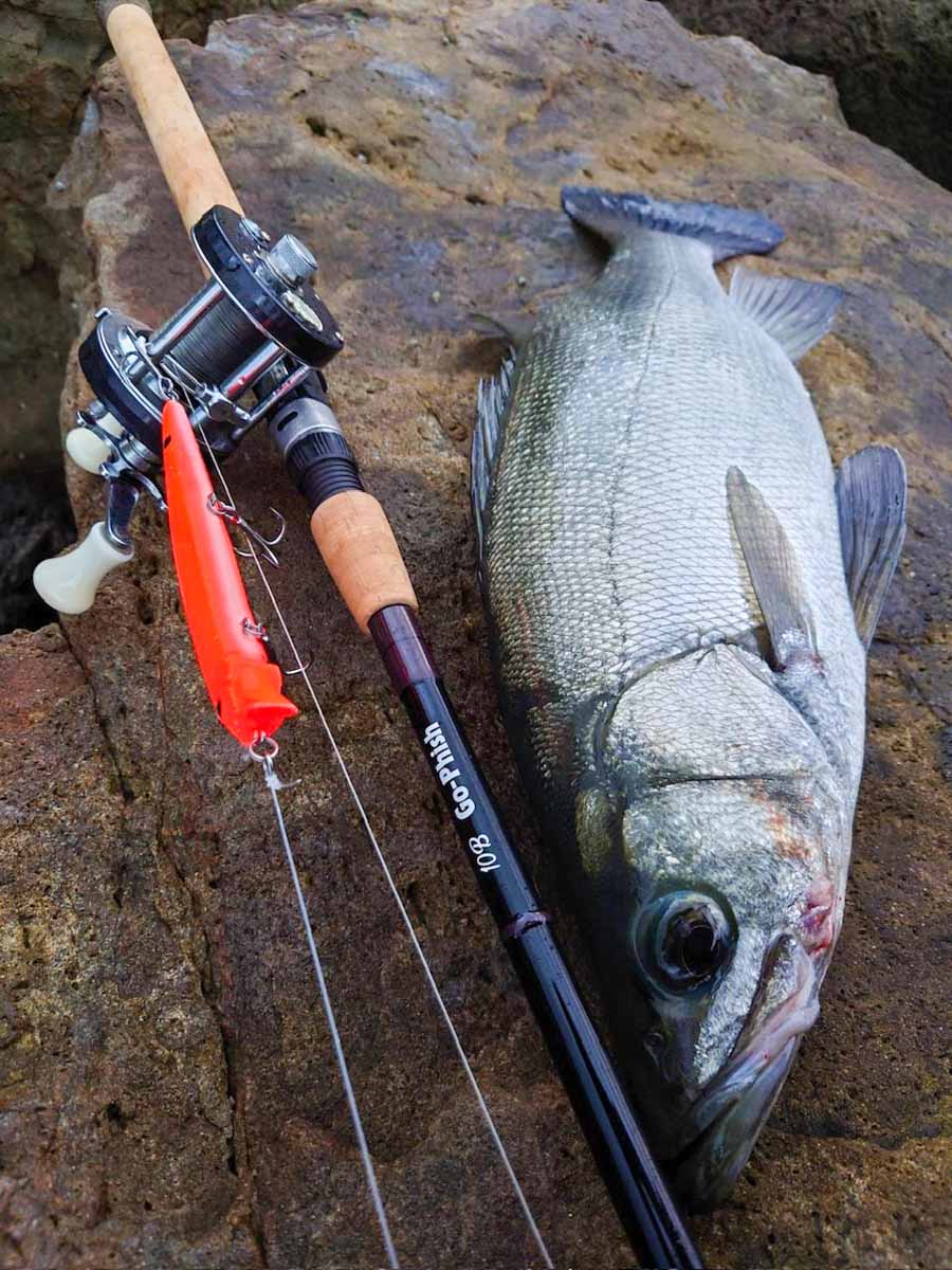 The Style of Go-Phish 10feet Seriesについて | Go-Phish