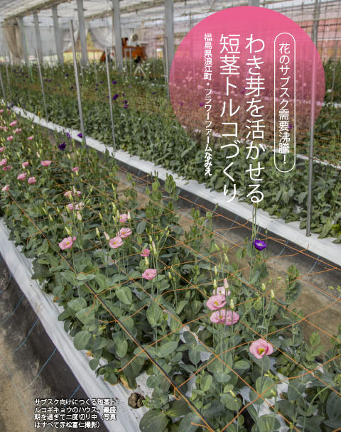 花のサブスク需要沸騰！ わき芽を活かせる短茎トルコづくり - 現代農業WEB