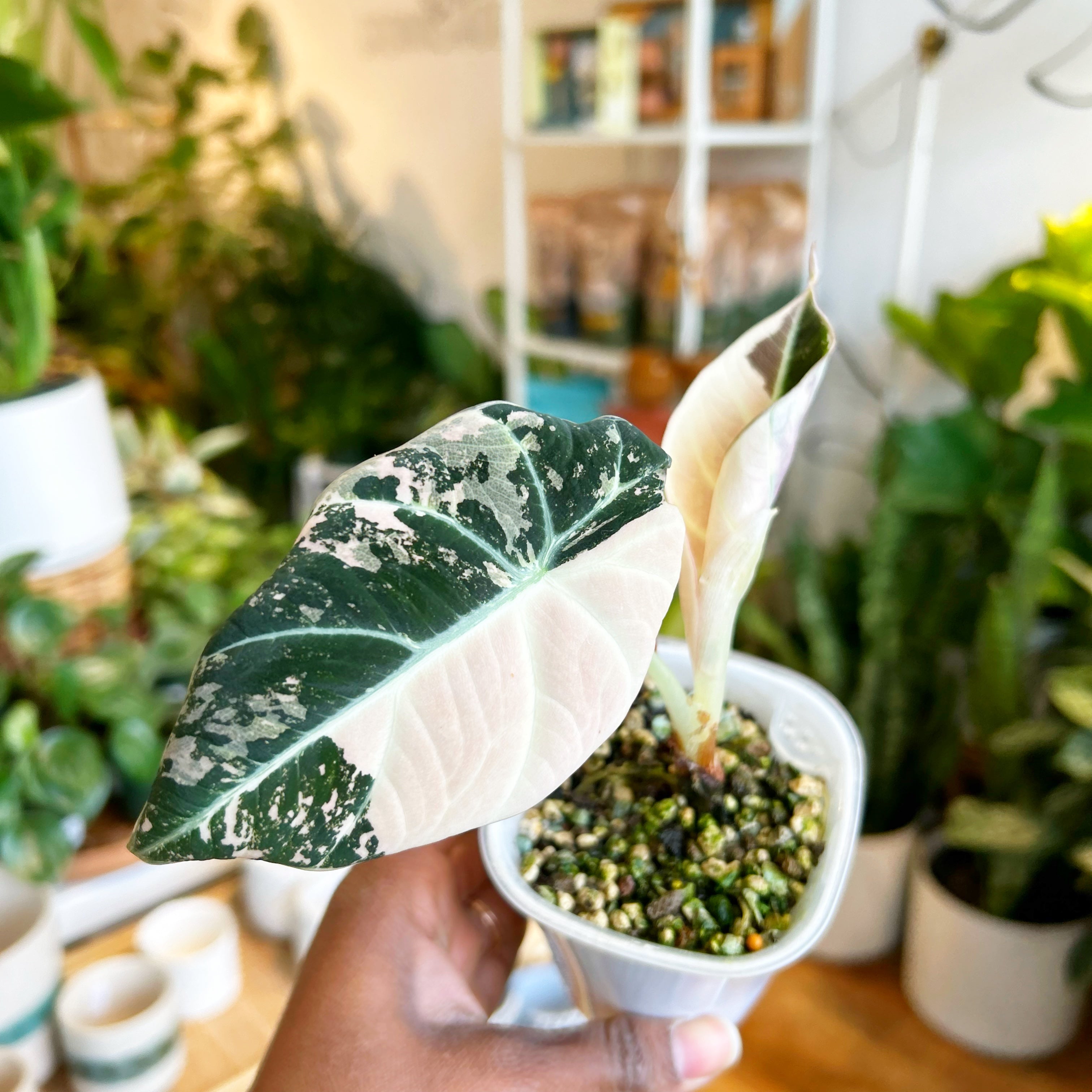Alocasia Pink Black Velvet Variegated – growinshade