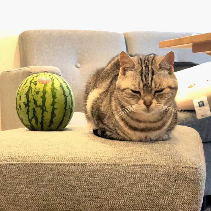 スイカ大サイズ！手作り額付き作品 title「プカプカ猫」 ラス1❗️300