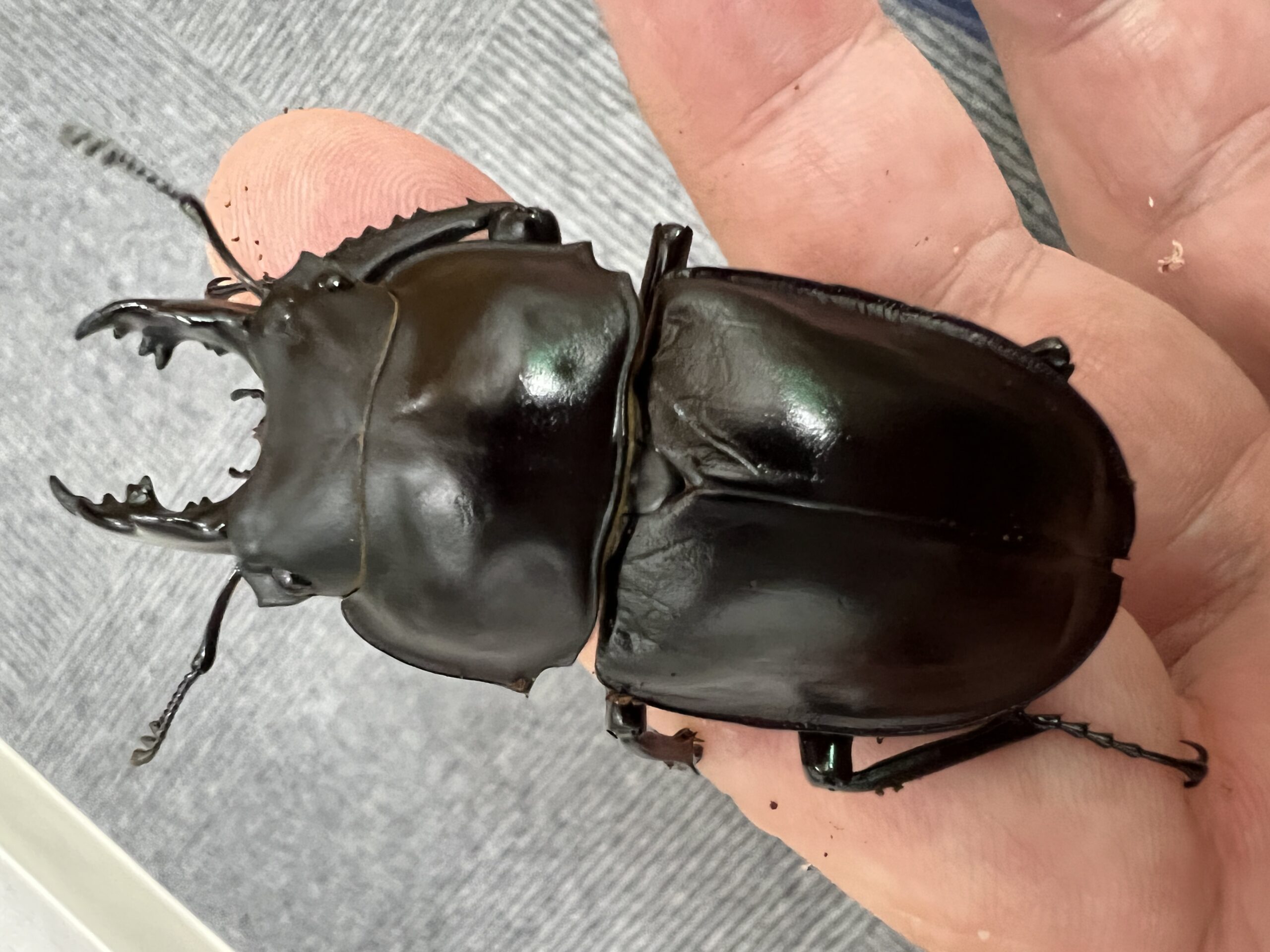 ヤエヤママルバネクワガタ | GreenBreeze