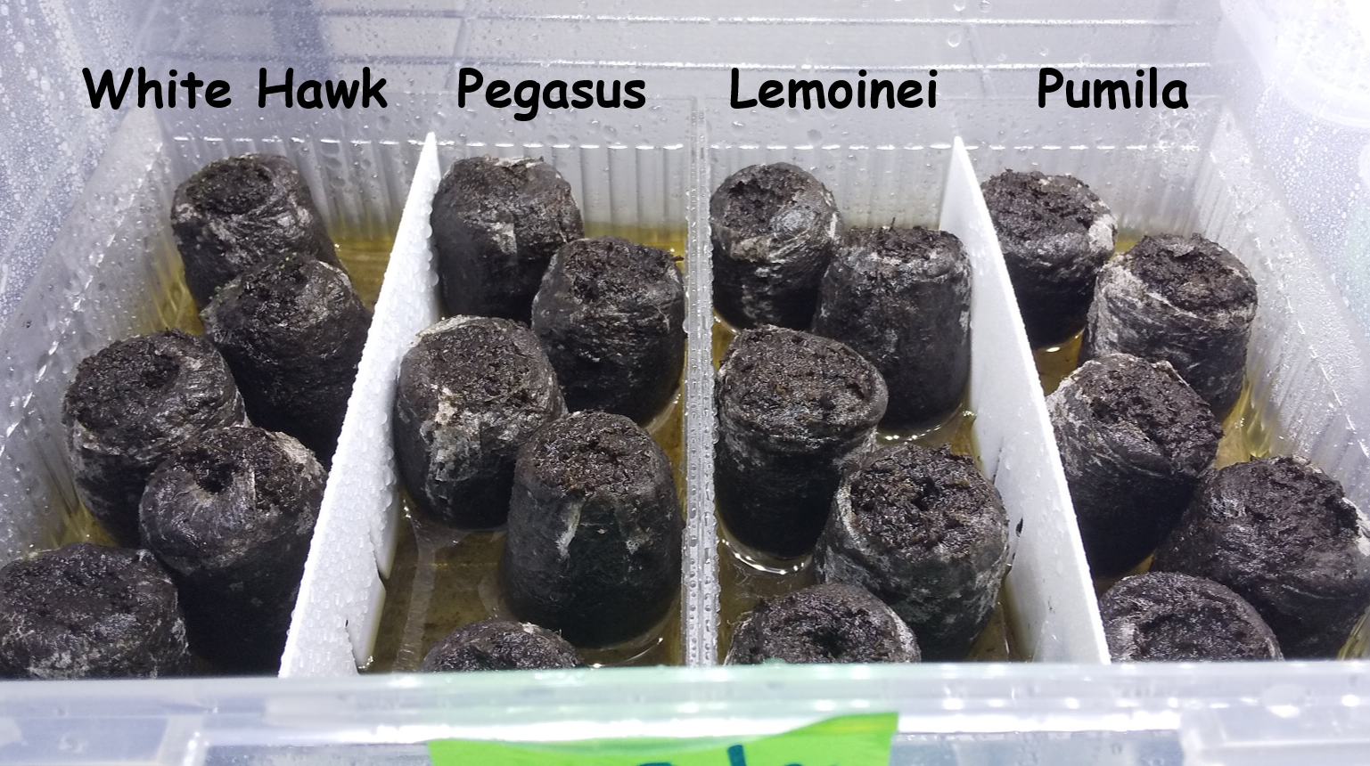 初心者でもできる方法：始め方編】胞子培養でビカクシダを増やして