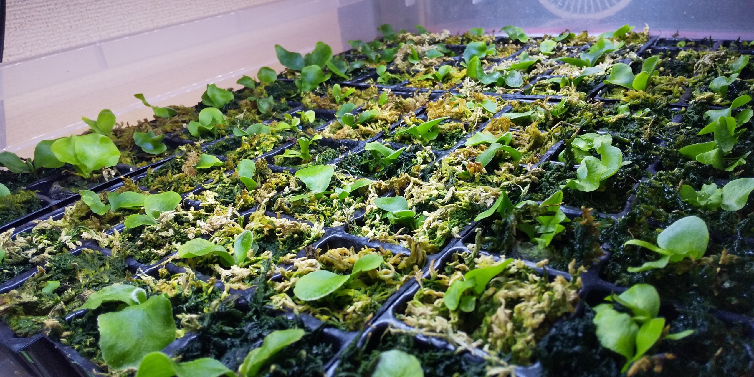 経験談】ビカクシダ胞子培養のよくある失敗・悩み10選 | Green Neo Soul