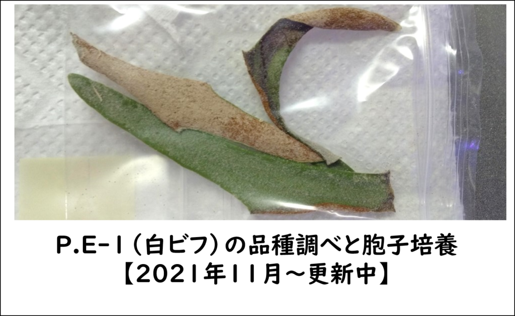 ビカクシダ P.E-1（白ビフ）の品種調べと胞子培養《2021年11月～更新中