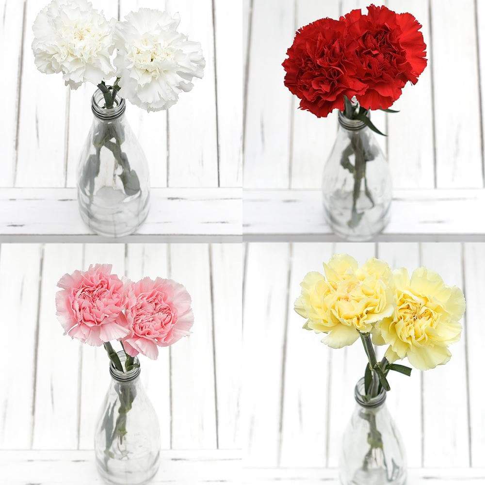 Assorted Carnation Wholesale Fresh Flower – Greenchoice Flowers