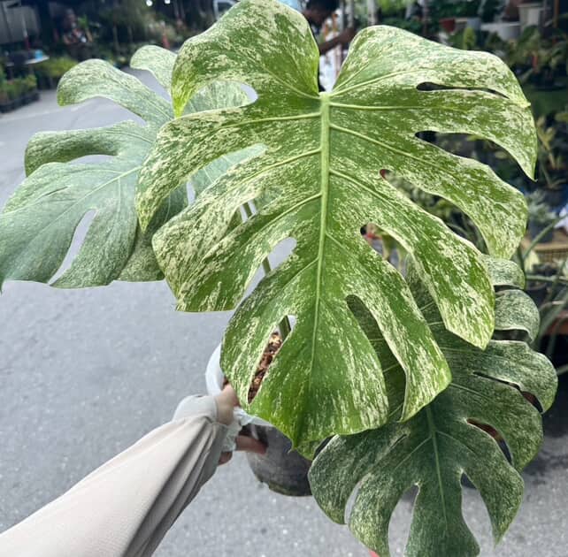 Rare Monstera Deliciosa Mint 'White Tears' Limited from Thailand