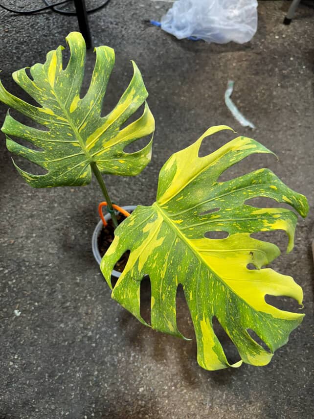 Rare Monstera deliciosa 'Electrolyte' Limited from Thailand on Sale