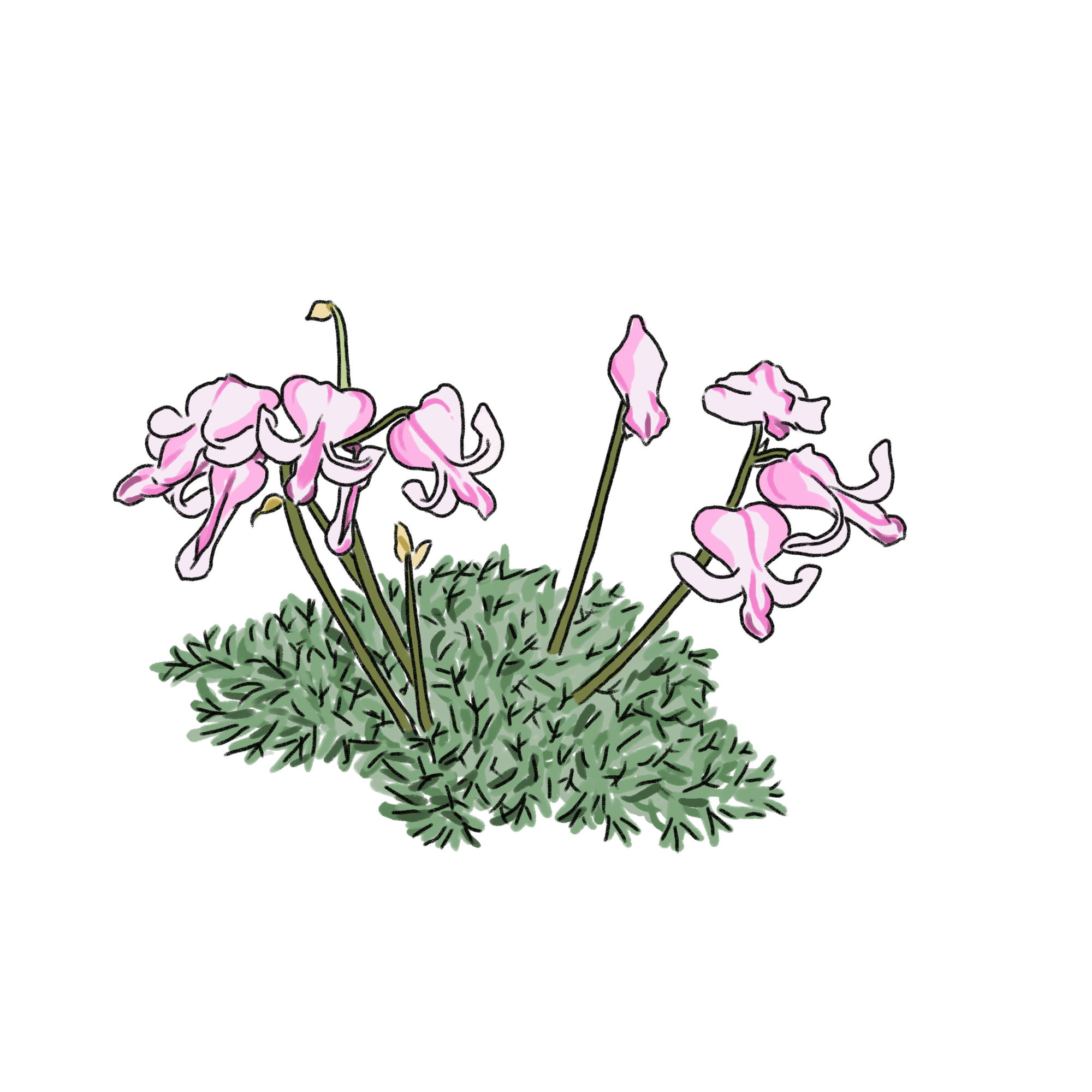 コマクサのイラスト｜フリー素材 - GreenStock40