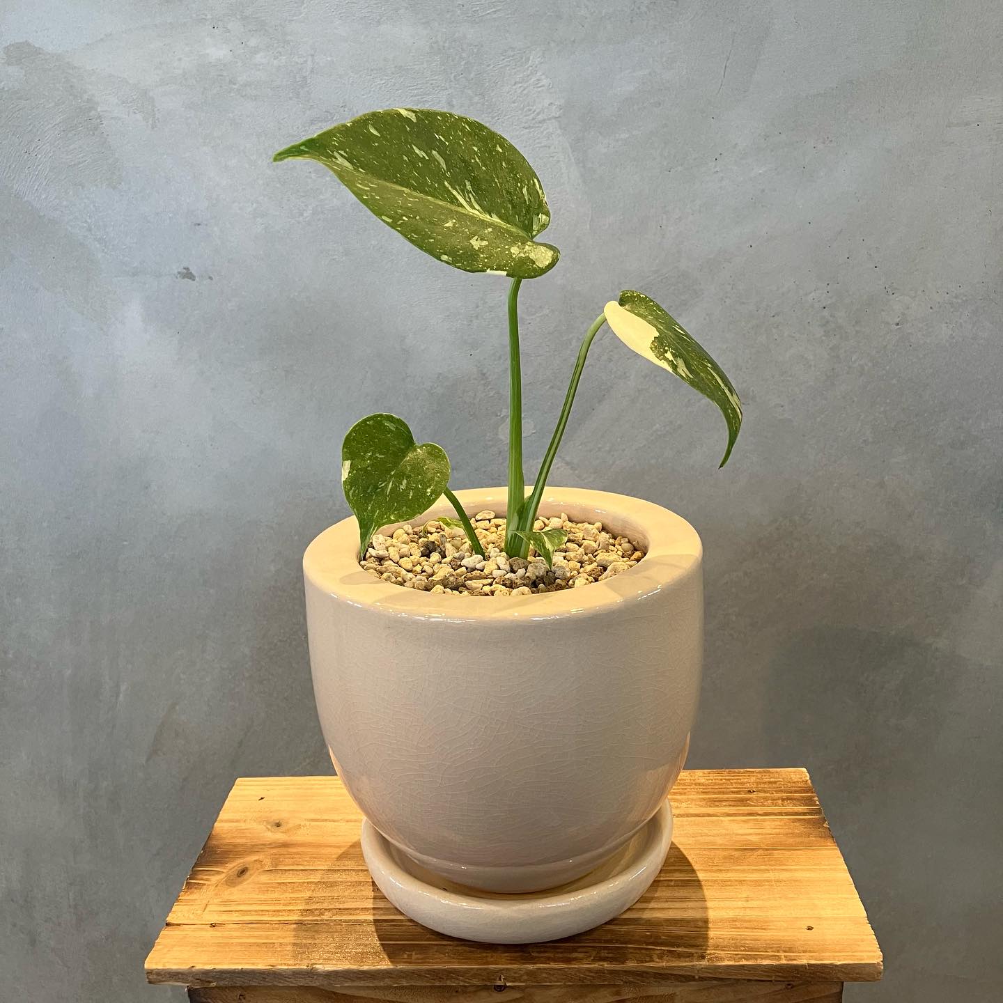 モンステラ デリシオーサ タイコンステレーション - グリーン