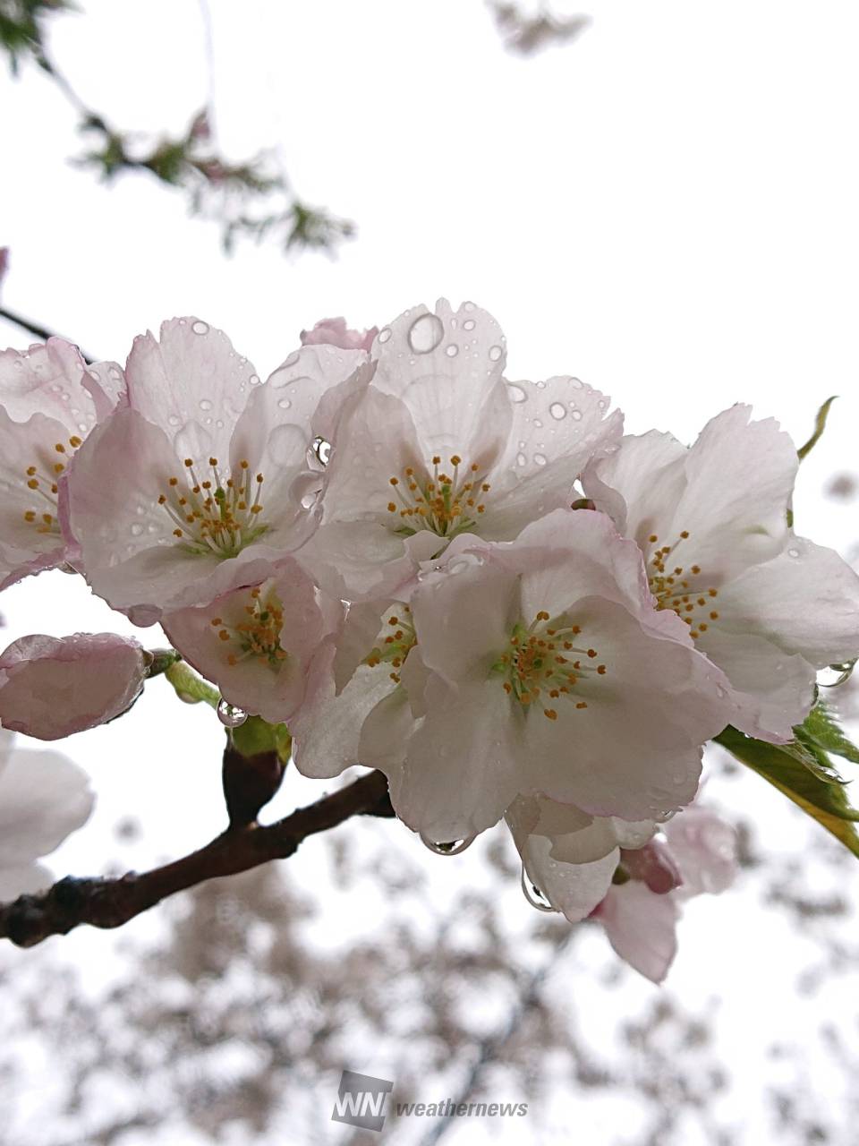 雨に濡れた桜🌸 注目の空の写真 ウェザーニュース