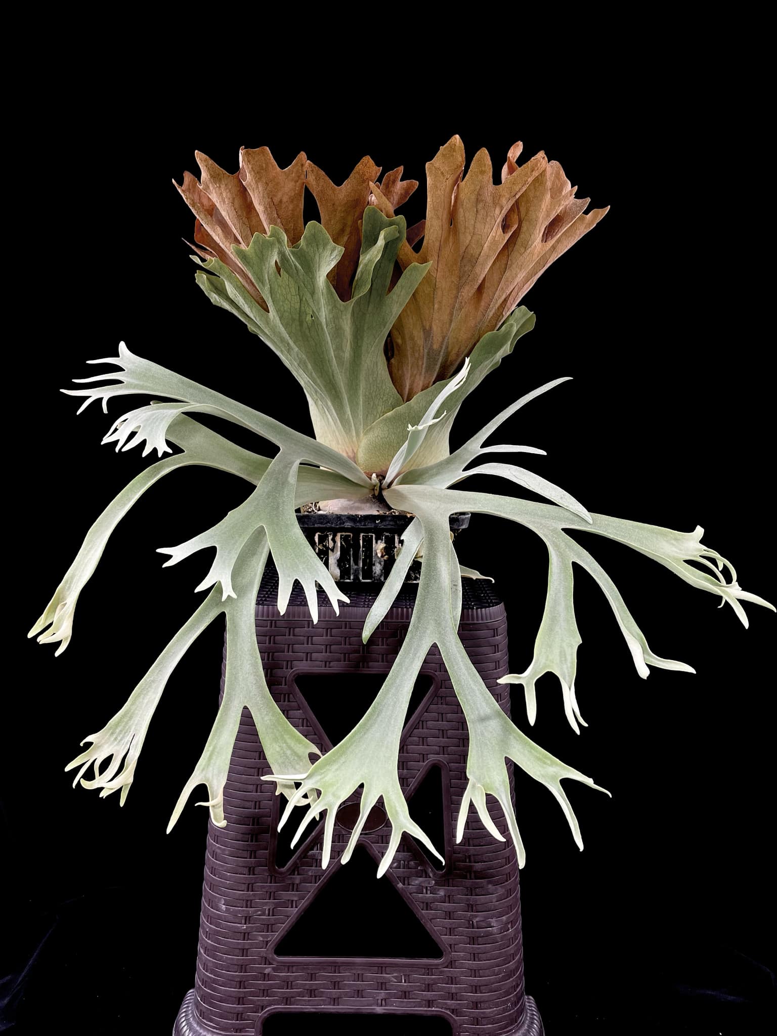 Platycerium Little Crown Spore - Rare Indoor Plant – HCorchids